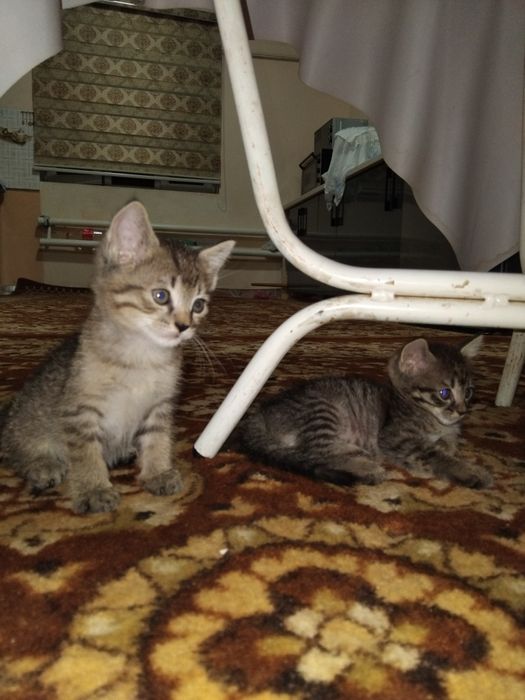 2dana pshik zor akilli 1 yarim aylik algan adam raxmat didi dim akilli