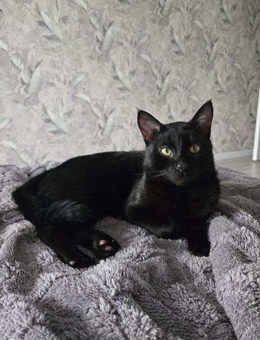 Кот, 8 мес, кастрированый