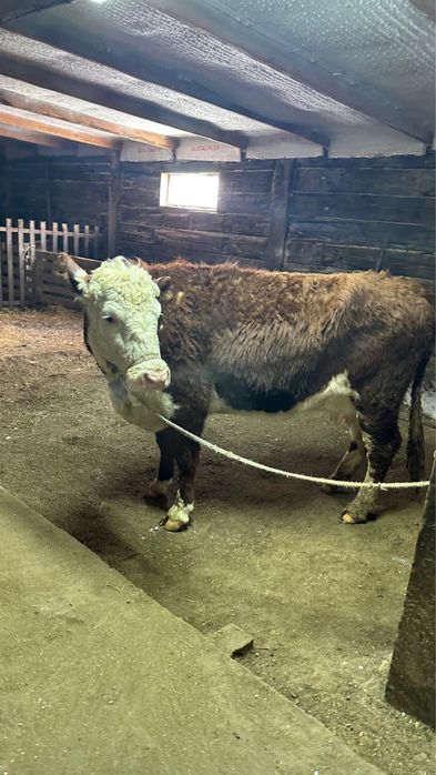 Продам коров 3-5 лет