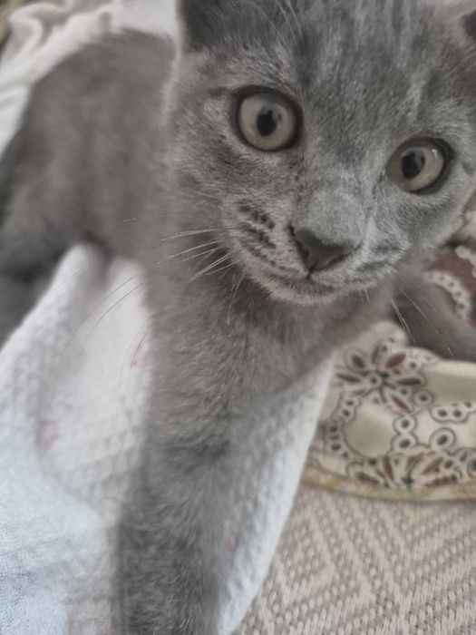 Продам котёнка в хорошие руки