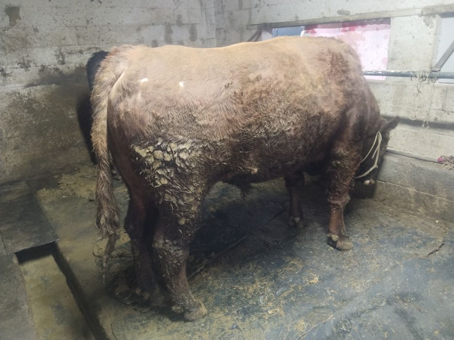 Бұқаларды сатамын