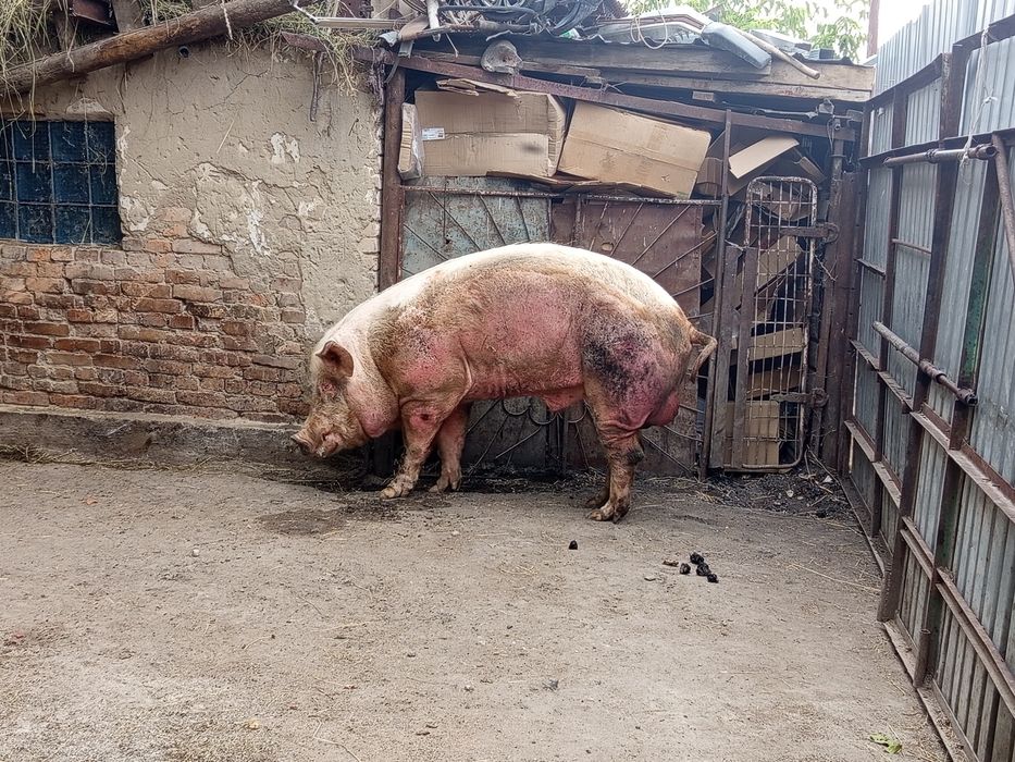 Продам кабана племеного