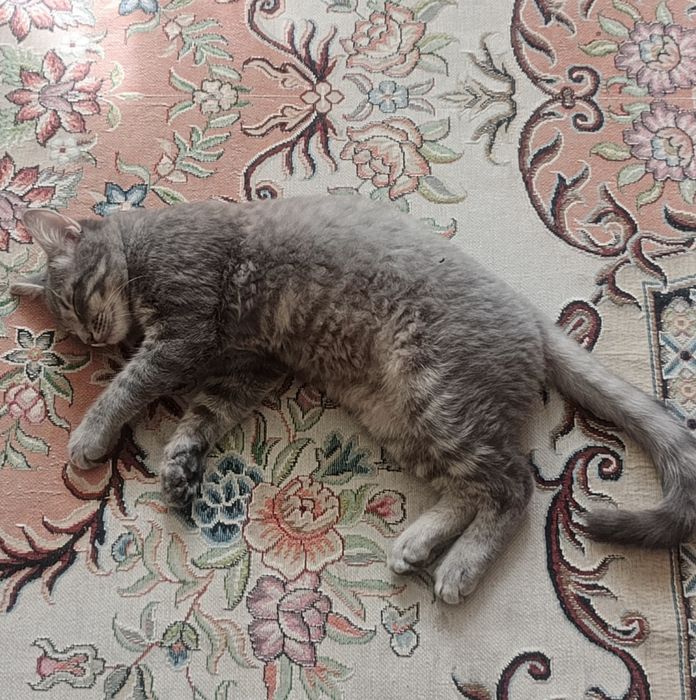 Кот в добрые руки