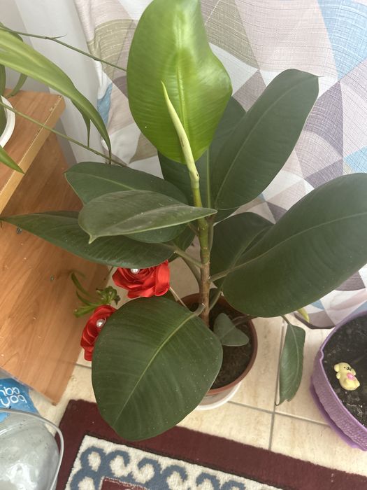 Продам фикус красивый
