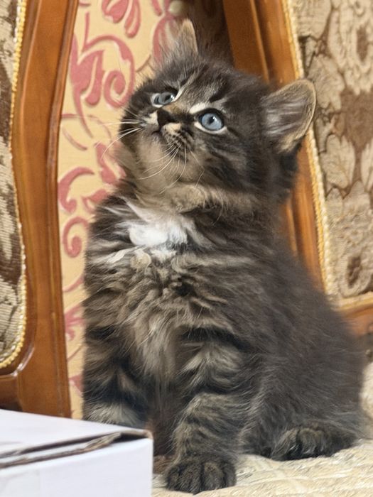 Сибирские котята