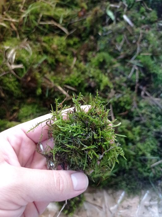 Мох (грунт улиткам)