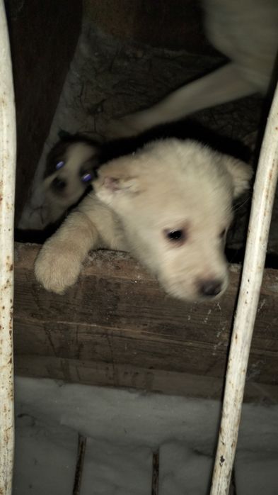 Продам щенка (алабай)