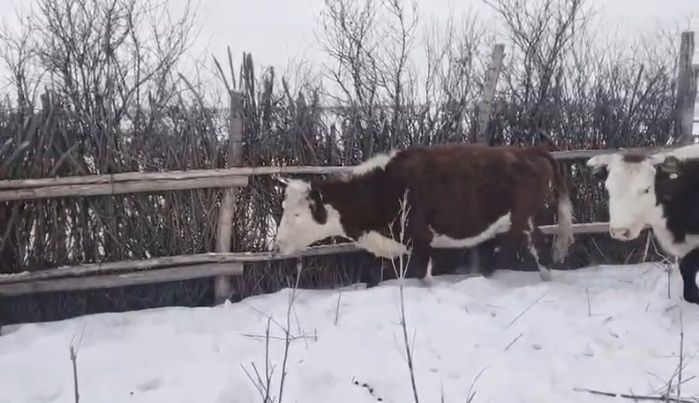 Сыйырлар буаз 25