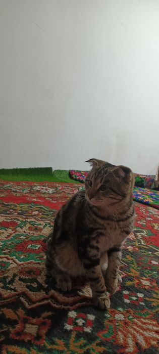 Мушук бенгальские угил бола 5ойлик