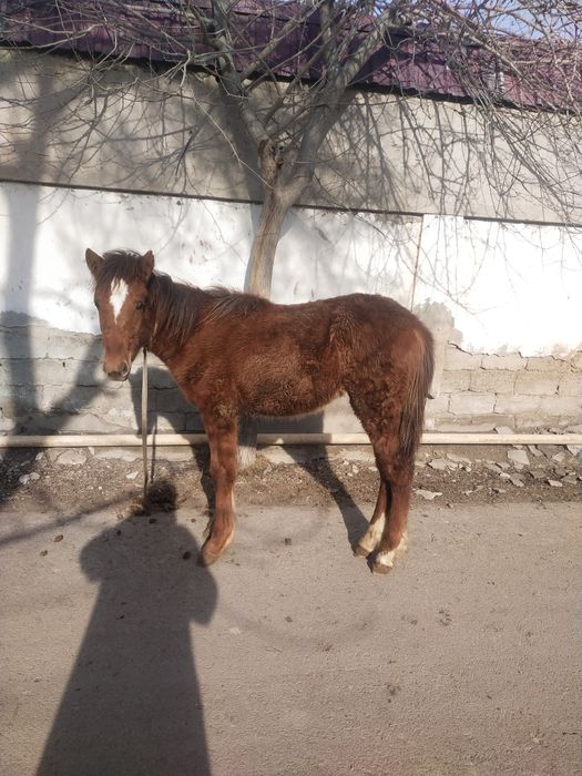 Тойлар сотиладии