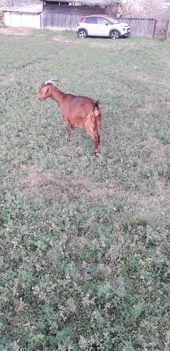 Vând  capră de trei ani la primăvară