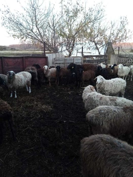 Продам стадо Баранов