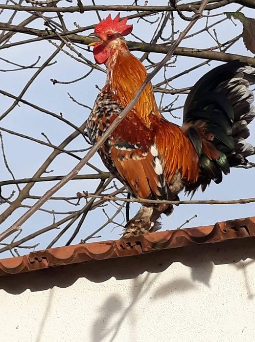 Cocoși pitici rasă.