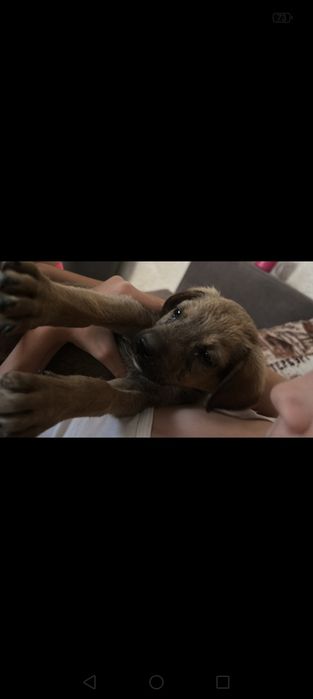 Щенки звонки 2,5 месяца