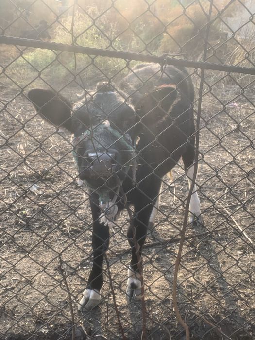 Кашар продается сатылады