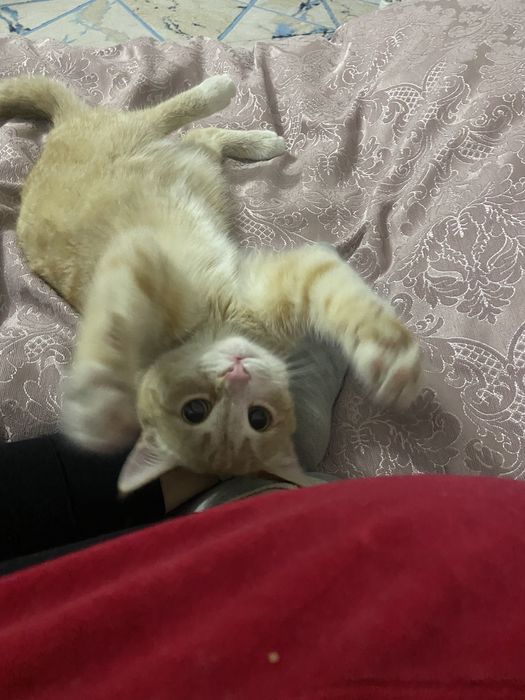 Кот Буська мальчик 1 год