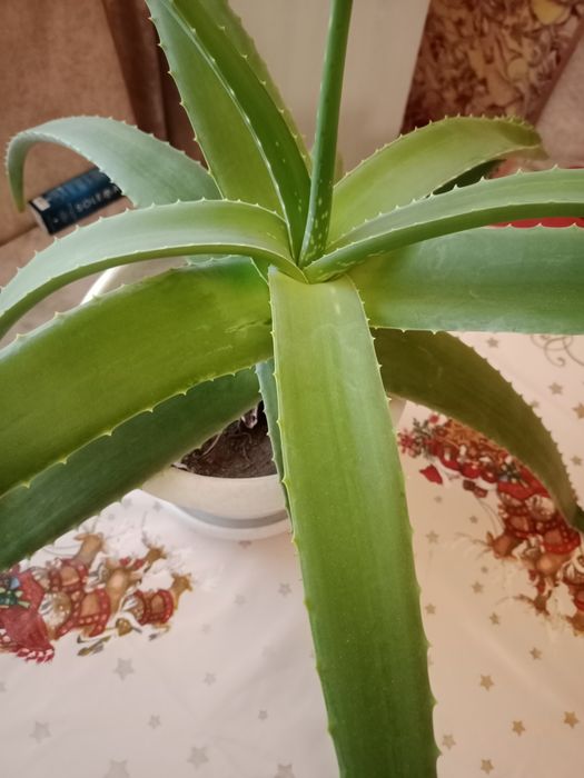 Домашние цветы продам