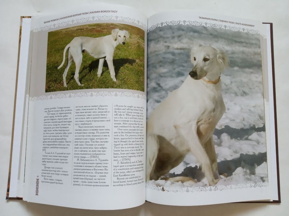 Тазы казахская борзая
