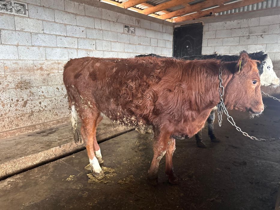 Две телки. 8 месяцев и 1.2