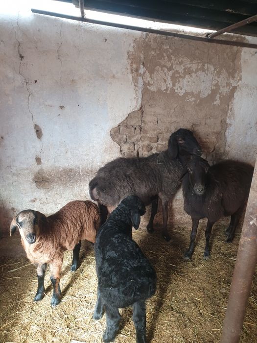 2та она бола койлар козилари еркак