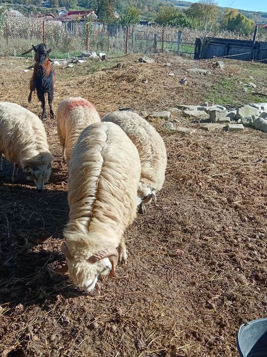 Berbec rasă. Pentru cei care doresc.