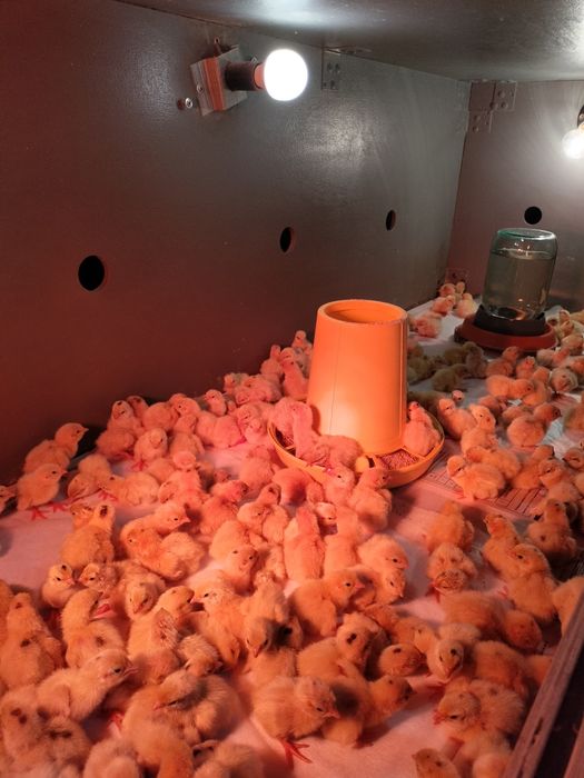 Яйца инкубационные ПЕРЕПЕЛОВ!!!