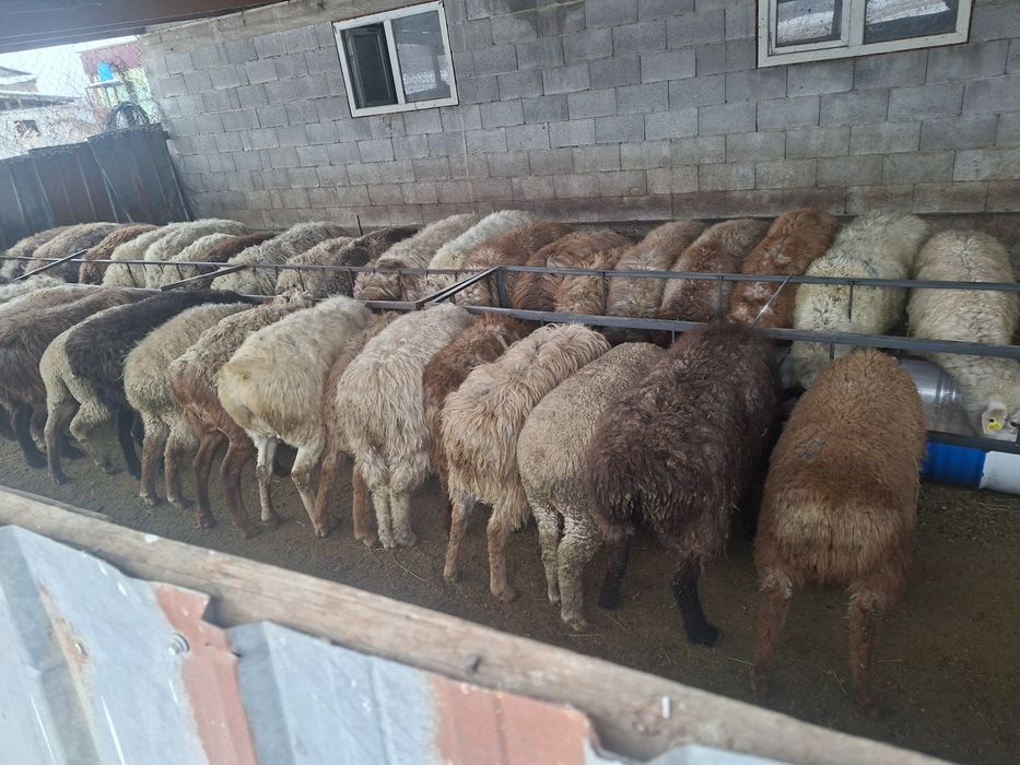 Продаётся бараны токтушки