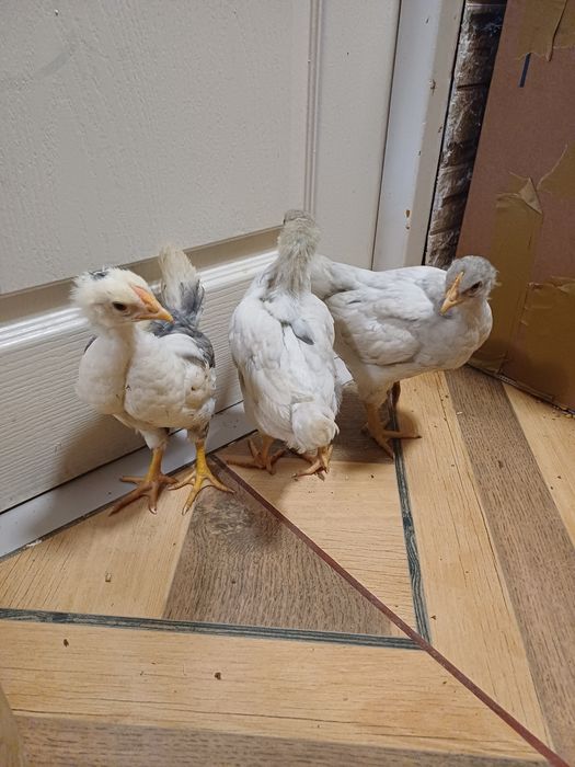 Vând sau schimb pui cu moț și fără