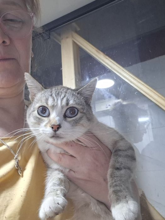Котики и кошечки ищут дом.