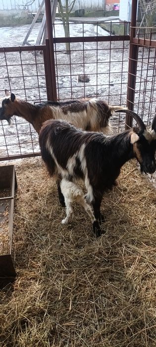 Vand 2 capre  ,una gestanta  la adoua fatare ,iar una trebuie sa fetee