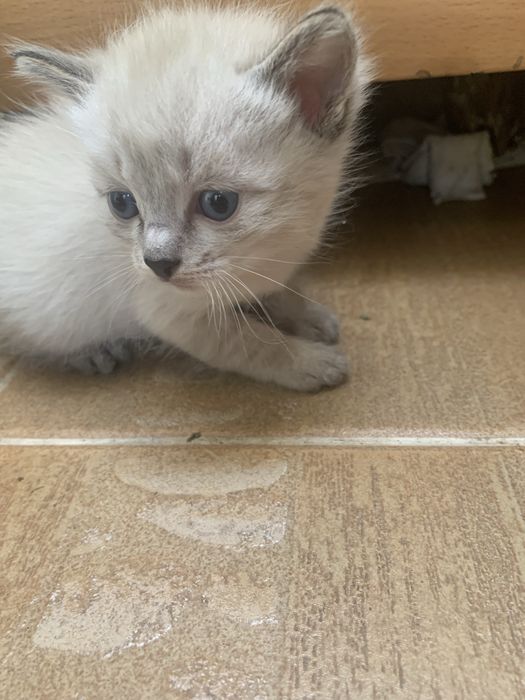 Подарю замечательных котят
