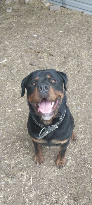 Rottweiler caboki