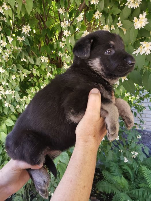 Щенки с документами!  Черные и черно подпалые