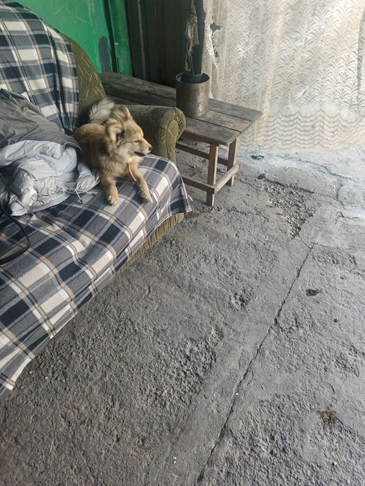 Отдам в добрые руки