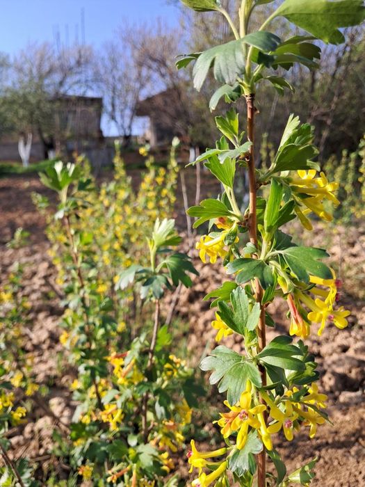 Продаётся дом( дача).