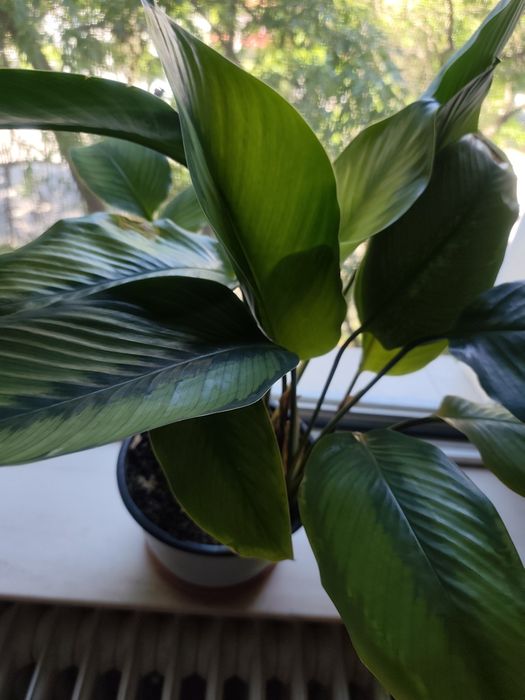 Vând planta  Calathea