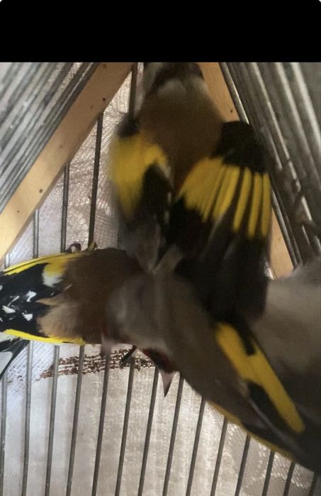 Шеглы на продажу