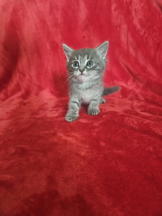Отдам котят в добрые руки!!!