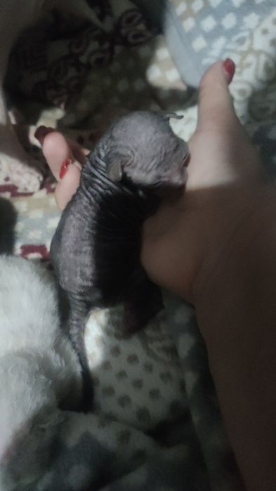 Продам котят породы сфинкс