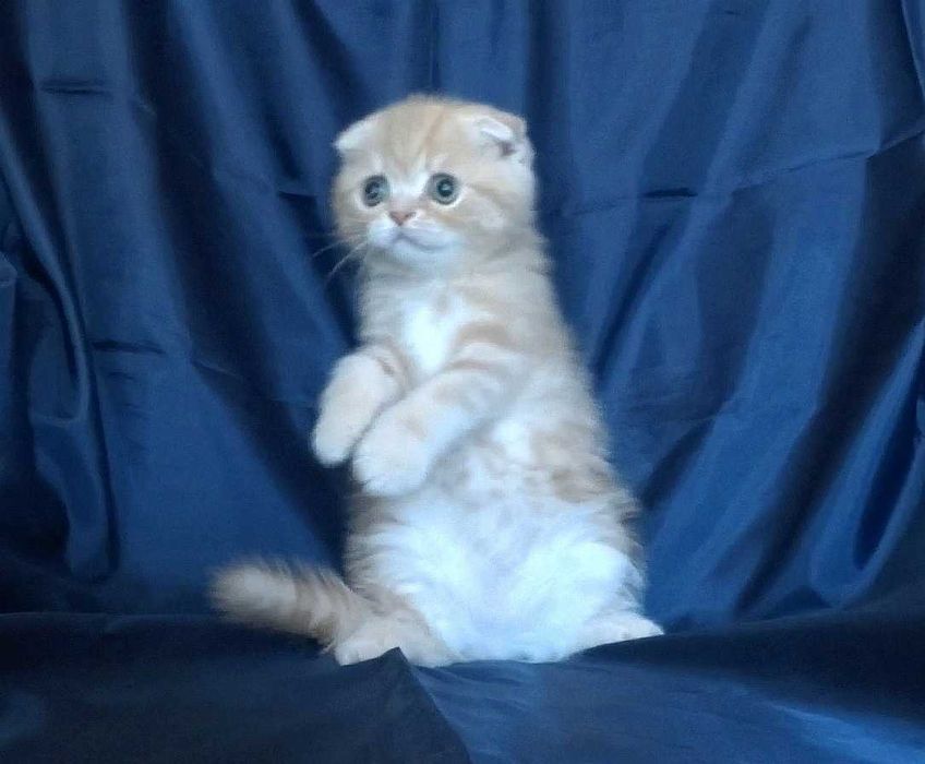 Шотландски късокосмести котенца