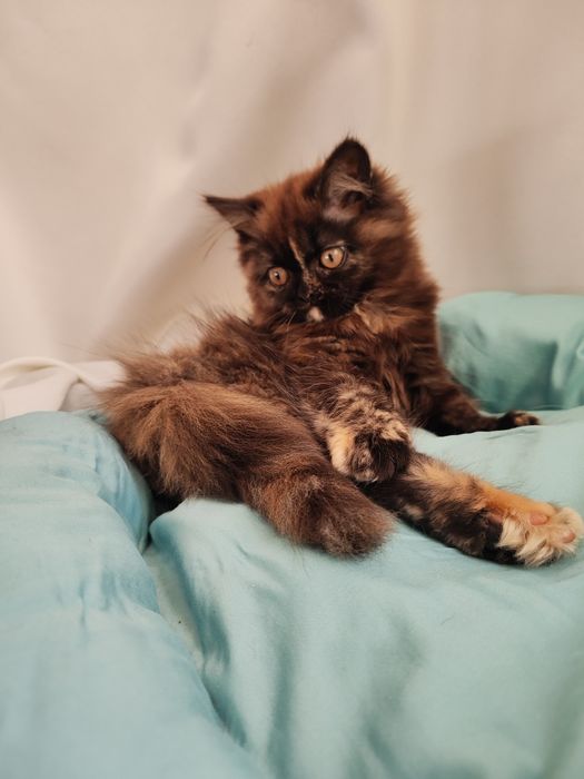 Продаются котята