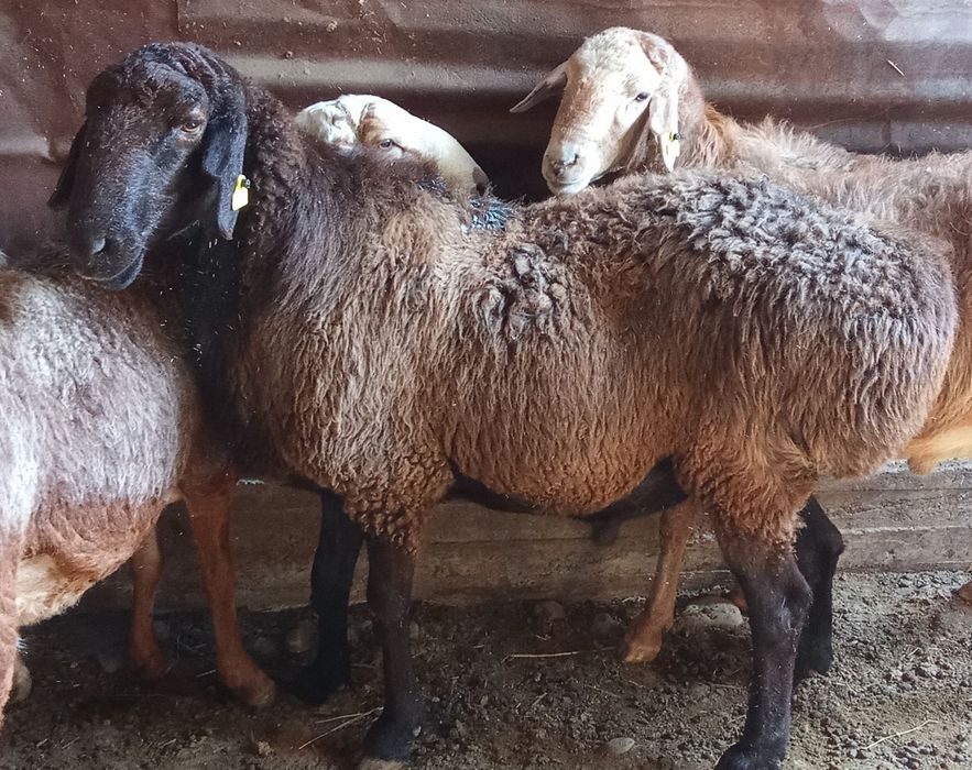 Қошқарлар сатылады 6 бас!!!