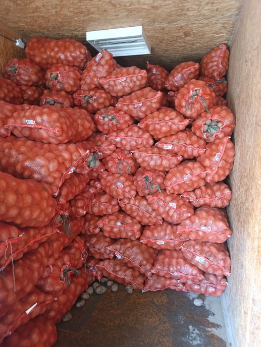 Картошка едовая сорт Гала