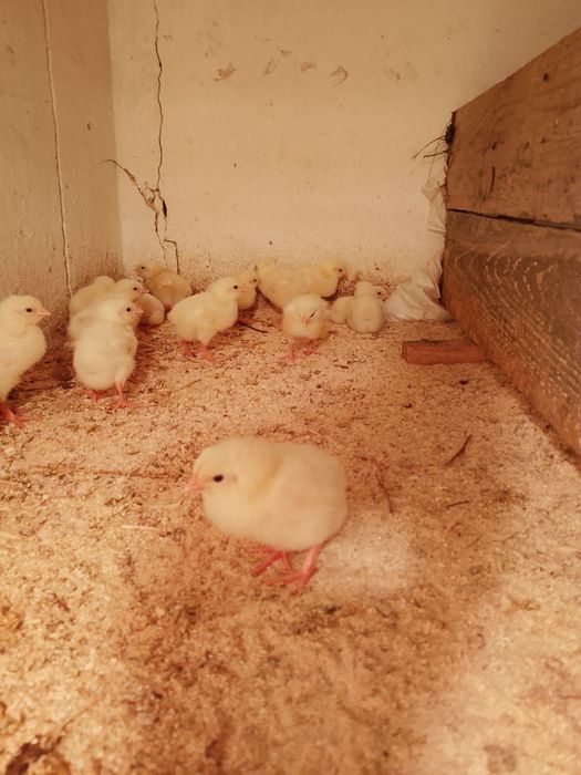Продам домашних бройлеров
