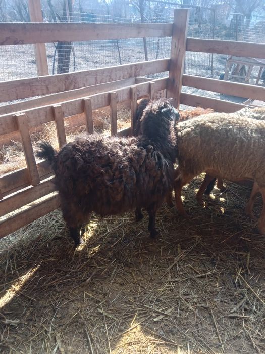 Продам      козу