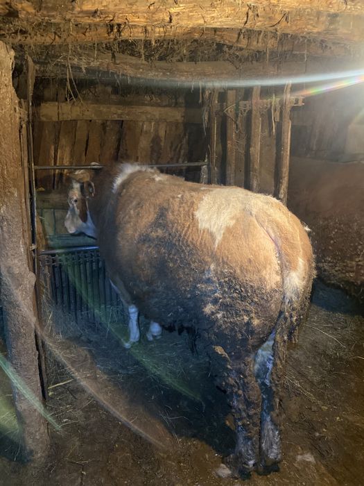 Откорм бұқа (бык)