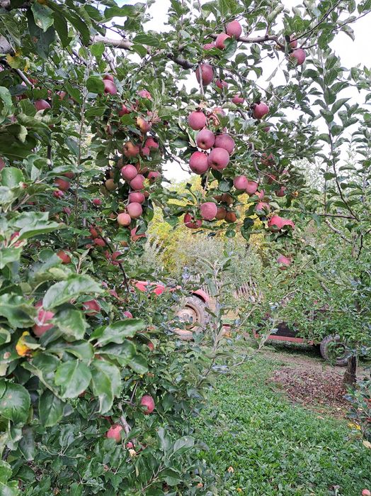 Mere Jonathan, Florina si Idared