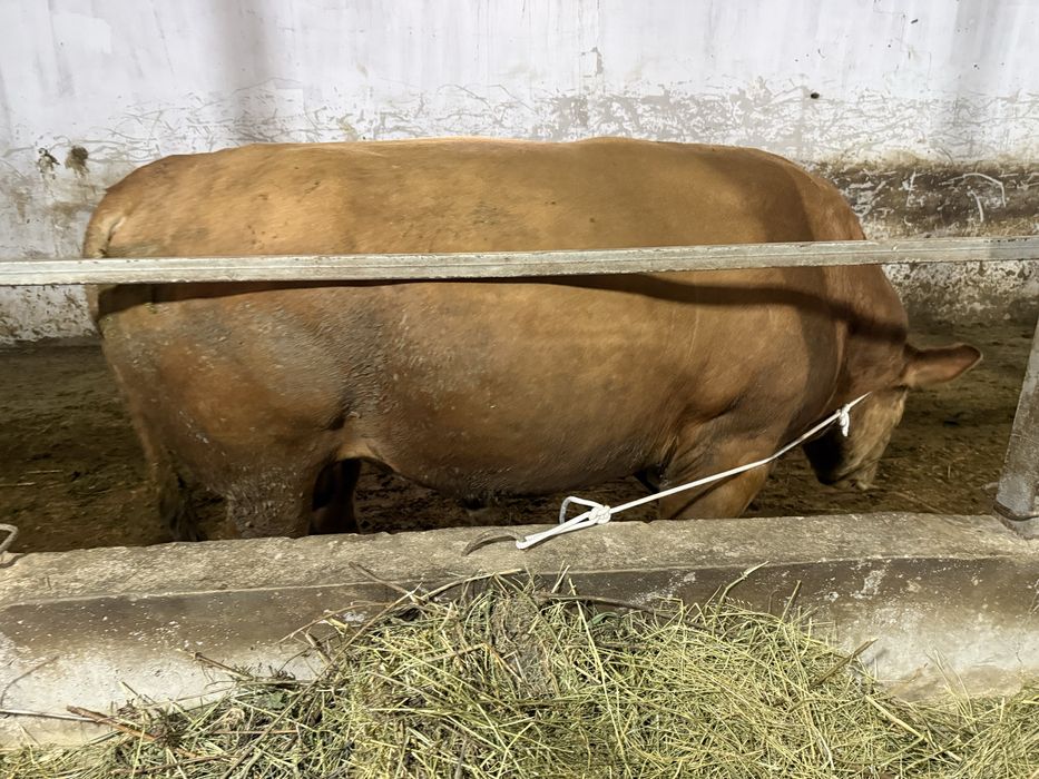 Продам бычка крупный годовалый