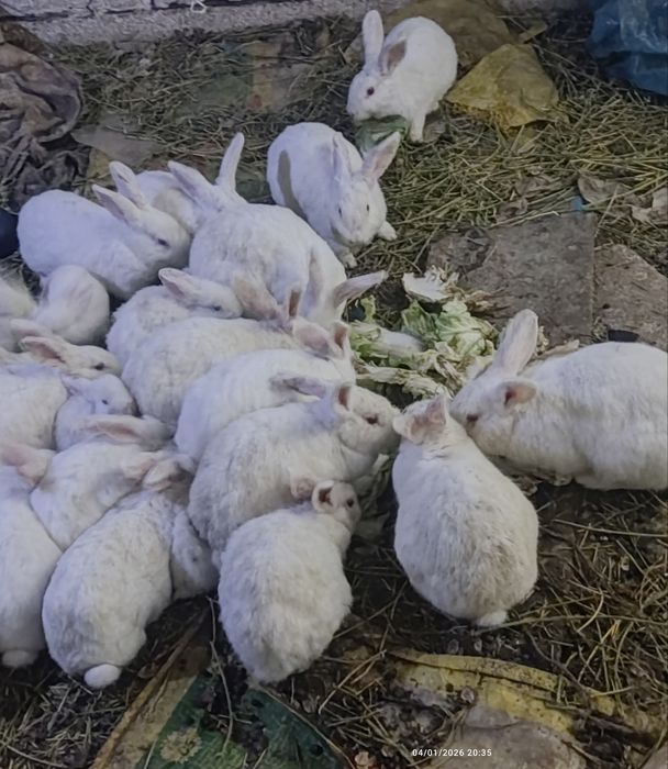 Oq Quyonlar go'sht uchun