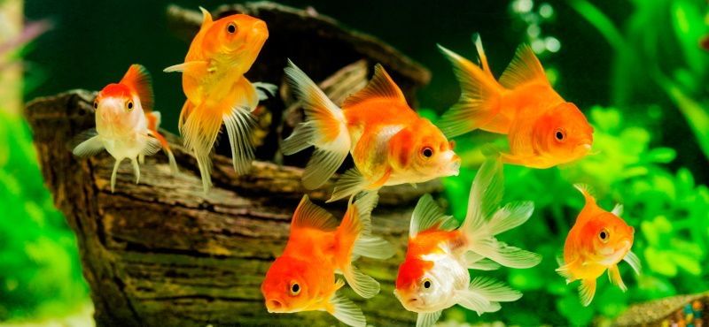 Балыктар сатылады